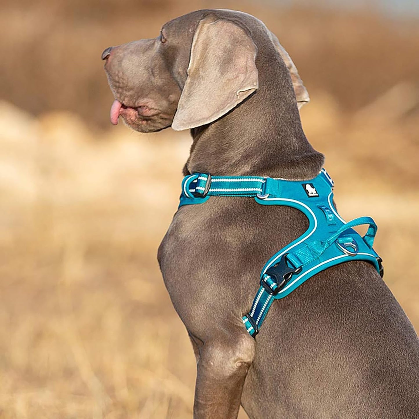 TRUE LOVE Dog Harness No Pull Nylon Reflective Pet Harness Adjustable Comfortable Control Step-in Brilliant Colors Truelove TLH56512 Blue