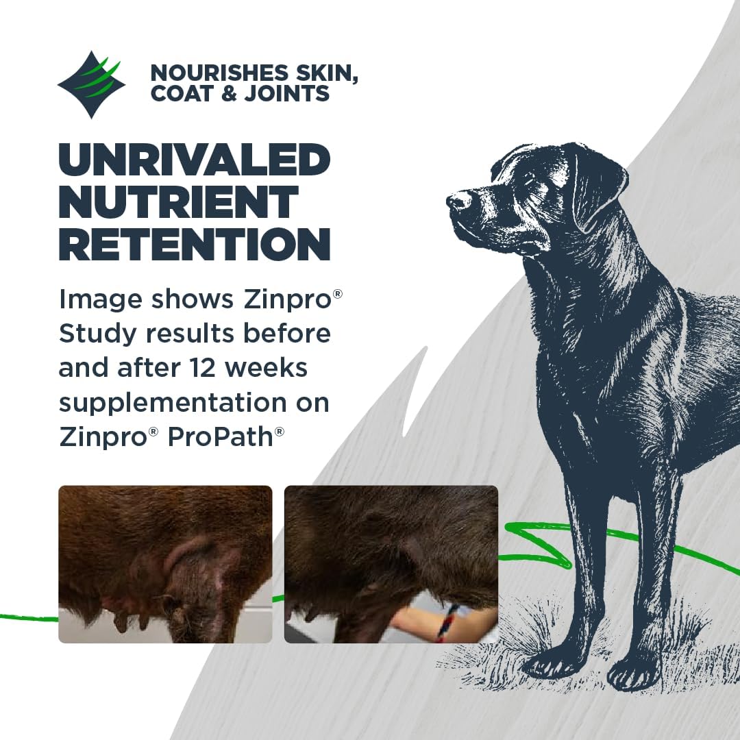 Blackwood Grain Free Small Breed Dry Dog Food, Turkey & Lentils Recipe, 24 Pound Bag for All Life Stages, Slow Cooked with Taurine and Fish Oil to Promote Heart Health