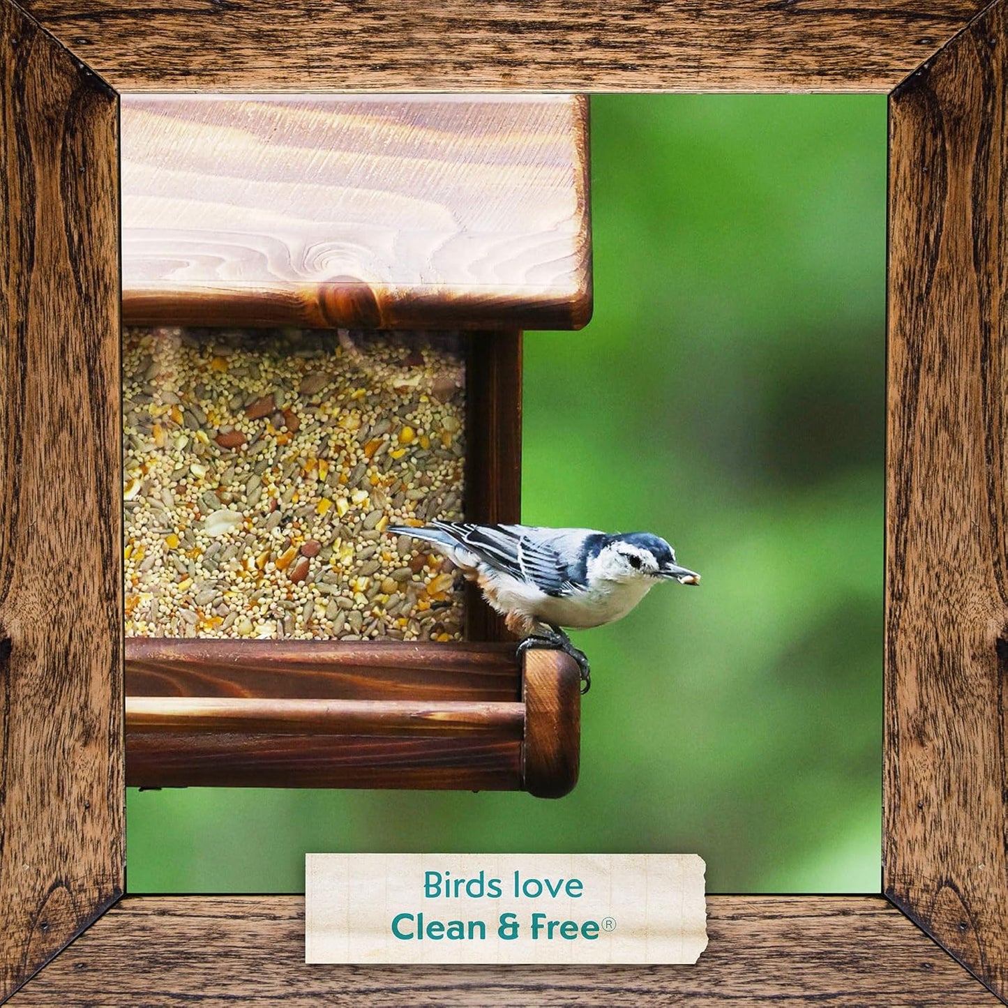 Morning Song Clean & Free No Mess Wild Bird Seed – 12 lb. Shell-Free Bird Food Blend with Sunflower Chips, Peanuts & Canary Seed – No Waste Bird Food for Outside Feeders