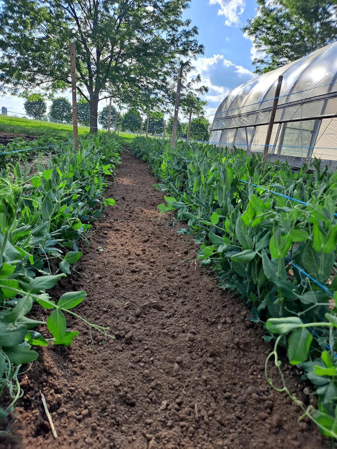 Alfalfa Meal Pellets 16 Pounds Organic Fertilizer for Flowers, Vegetables & Trees - Ideal Rabbit Food, Hamster Food, Timothy Hay Alternative - Lancaster Agriculture Products (16 Pounds)