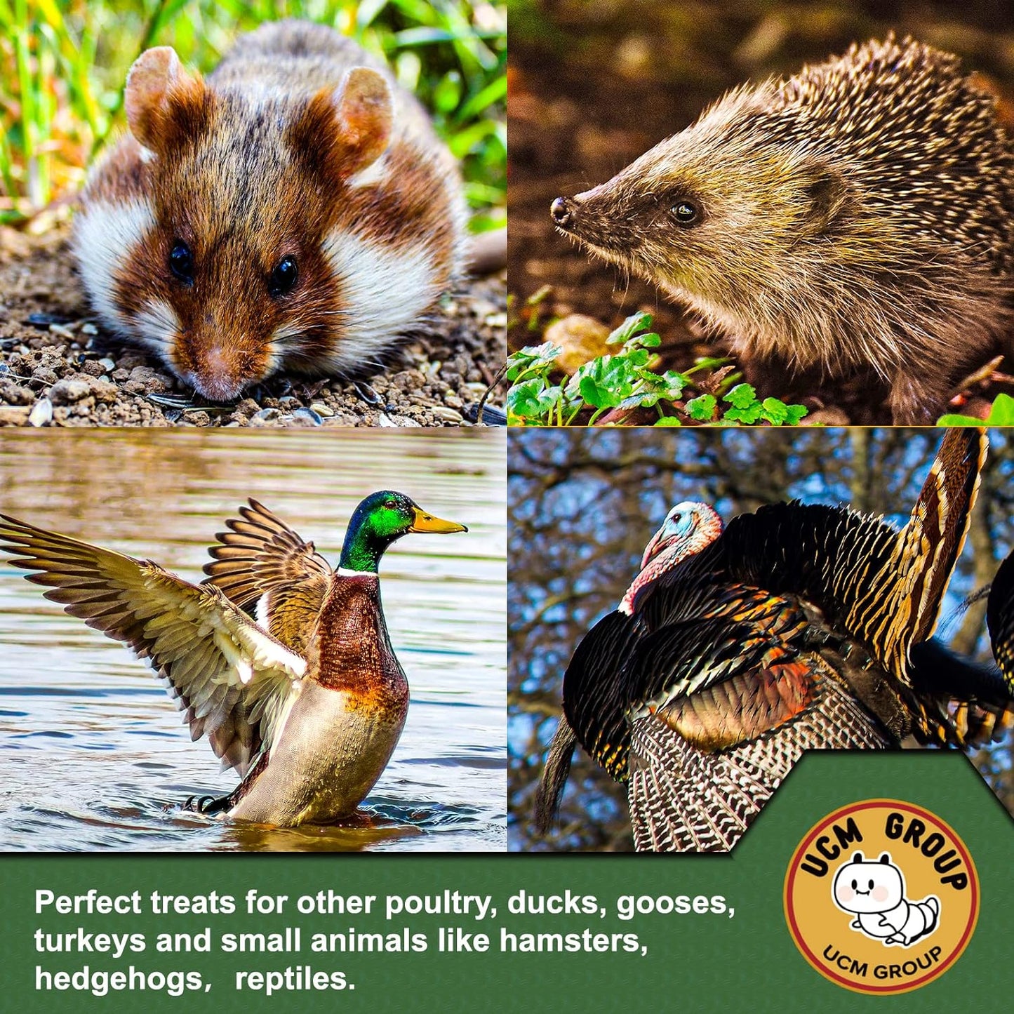 UCM Group 10LB Dried Mealworms for Wild Birds, Chickens, High Protein Organic Chicken Feed, 100% Non-GMO for Chickens, Ducks, Turtles and Reptiles