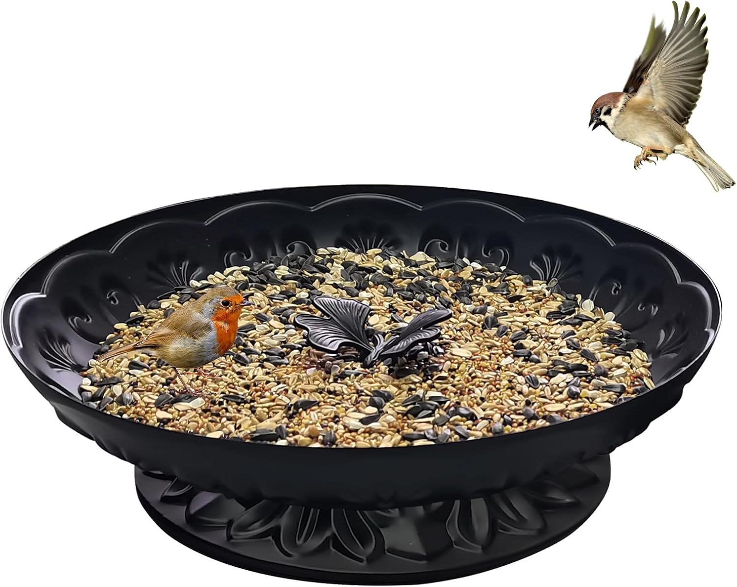 Backyard Birding & Wildlife