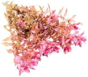 SubstrateSource Live Aquarium Red Stem Plants - Freshwater Aquatic Plant for Fish Tanks, Aquascaping - (Rotala Macrandra, 1 Bunch)