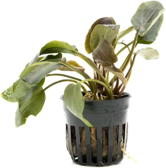 SubstrateSource Live Plants - Lagenandra Meeboldii Red (Lagenandra meeboldii) - Moderate to High Light Tank Display, Red to Bronze Accent, Midground Placement, Freshwater Aquatic Plant - Pot