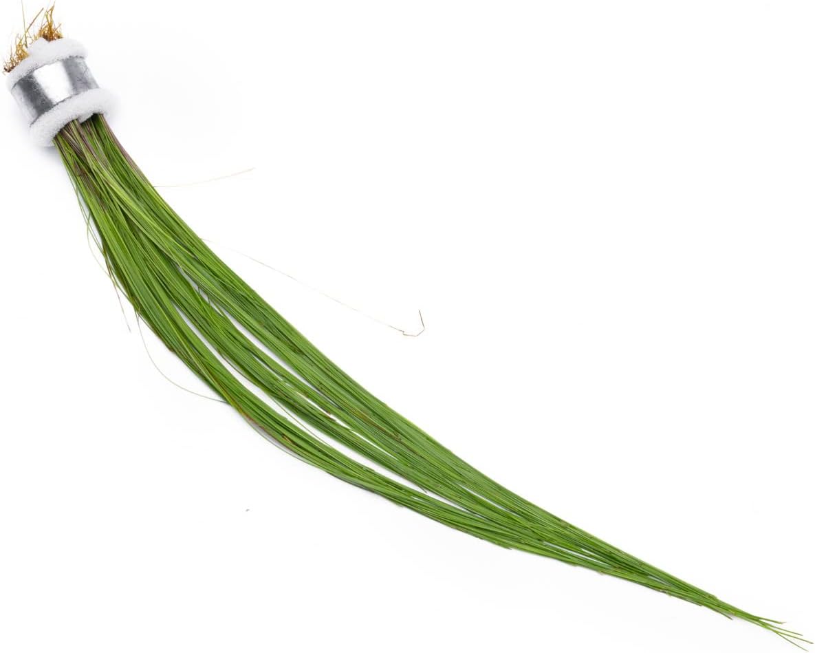 SubstrateSource Live Aquarium Stem Plants - Freshwater Aquatic Plant for Fish Tanks, Aquascaping - (Eleocharis Vivipara, 1 Bunch)