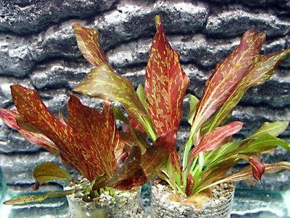 Potted Live Aquarium Plants | Freshwater Aquatic Plants for Aquariums (Red Flame Sword, 3 Pack)