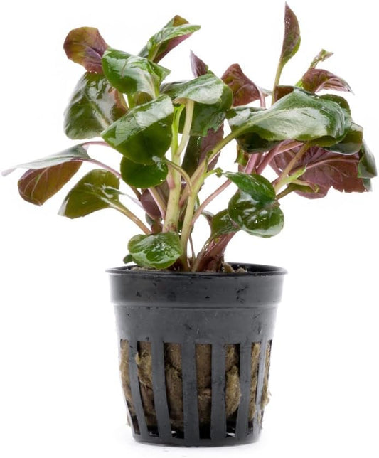 SubstrateSource Live Plants - Cardinal Flower (Lobelia cardinalis) - Moderate to High Light Aquarium Display, Bright Green Accent, Midground Placement for Aquascaping, Stem Aquatic Plant - Pot