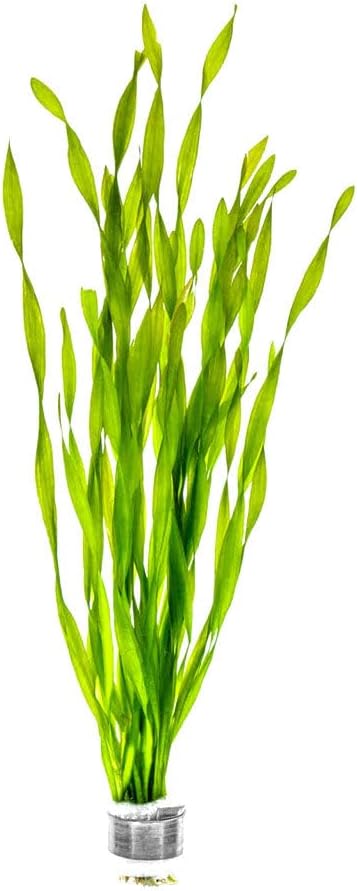 SubstrateSource Live Plant - Tall Grass, Corkscrew Vallisneria (Vallisneria Americana 'Contortionist') - Moderate to High Light, Bright Green, Background - Lead Bunch, 4 Pack