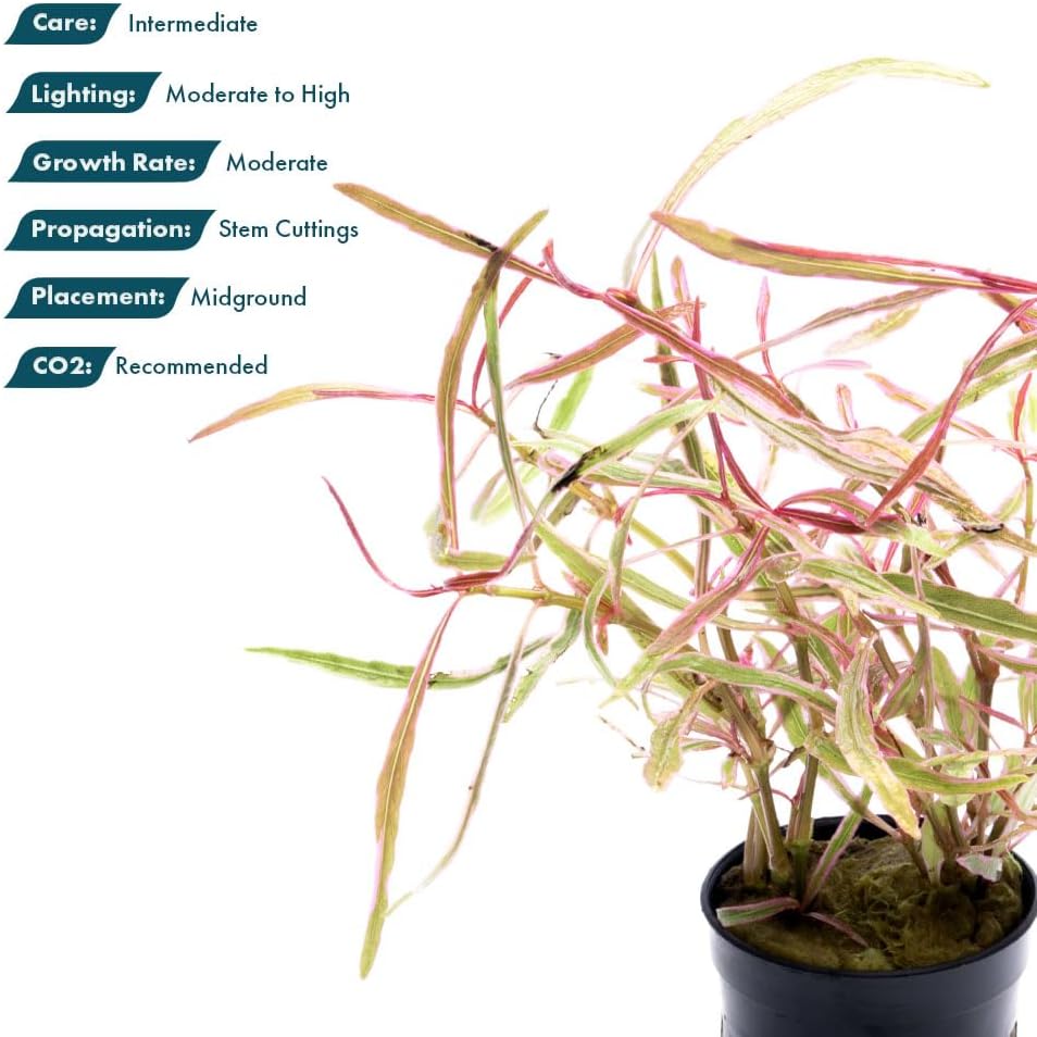 SubstrateSource Live Plants – Chai Hygrophila (Hygrophila lancea 'Chai') – Medium to High Light, Pink and Reddish Accent Aquatic Plant, Midground Placement – Stem Growth – Pot – 1 Pack