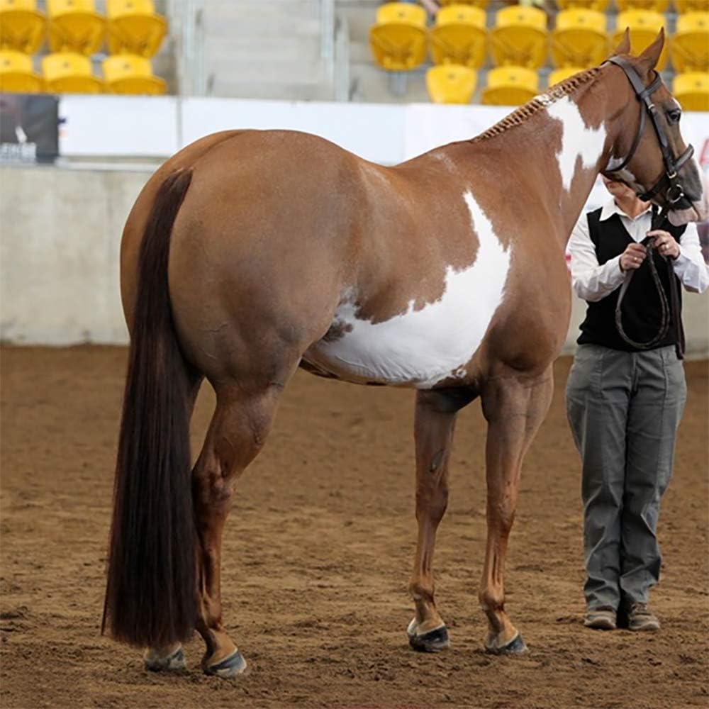 Horse Tail Extensions with Braided Horsehair Loop, Blunt Cut Bottom, 28-30 inches Long and 3/8 lb Weight