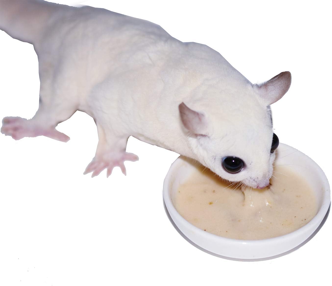 Exotic Nutrition Gliderade Nectar (8 oz.) - Vitamin-Enriched Healthy Nectar Supplement - Powdered Mix - Provides Necessary Carbohydrates for Sugar Gliders