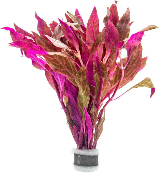 SubstrateSource Live Aquarium Red Stem Plants - Freshwater Aquatic Plant for Fish Tanks, Aquascaping - (Alternanthera Reineckii Rosanervig, 1 Bunch)