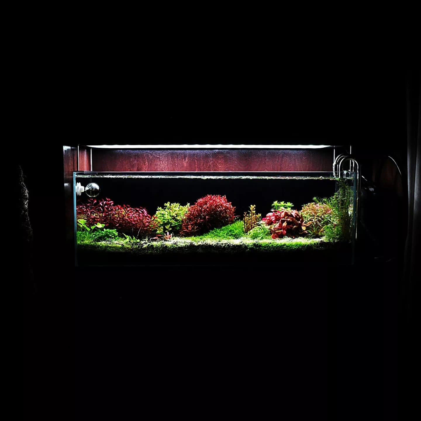SubstrateSource Live Aquarium Red Stem Plants - Freshwater Aquatic Plant for Fish Tanks, Aquascaping - (Rotala Wallichii, 1 Bunch)
