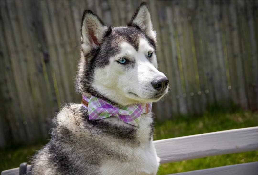 Elegant Little Tail Plaid Dog Collar with Cute Bowtie for Small to Large Dogs