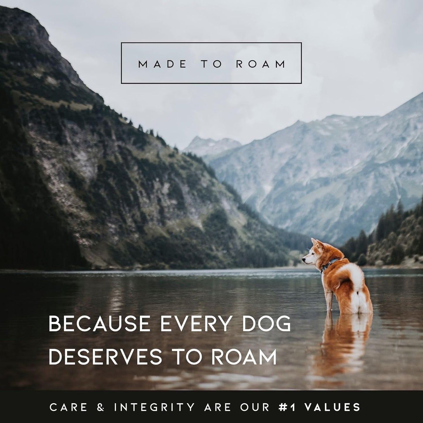 MADE TO ROAM Premium Explorer Harness - Y-Shaped Dog Harness with Adjustable Durable Nylon, Soft Padding, Metal Buckles and Leather Handle for Small, Medium, Large Dogs (Washington Rain, Size 2)