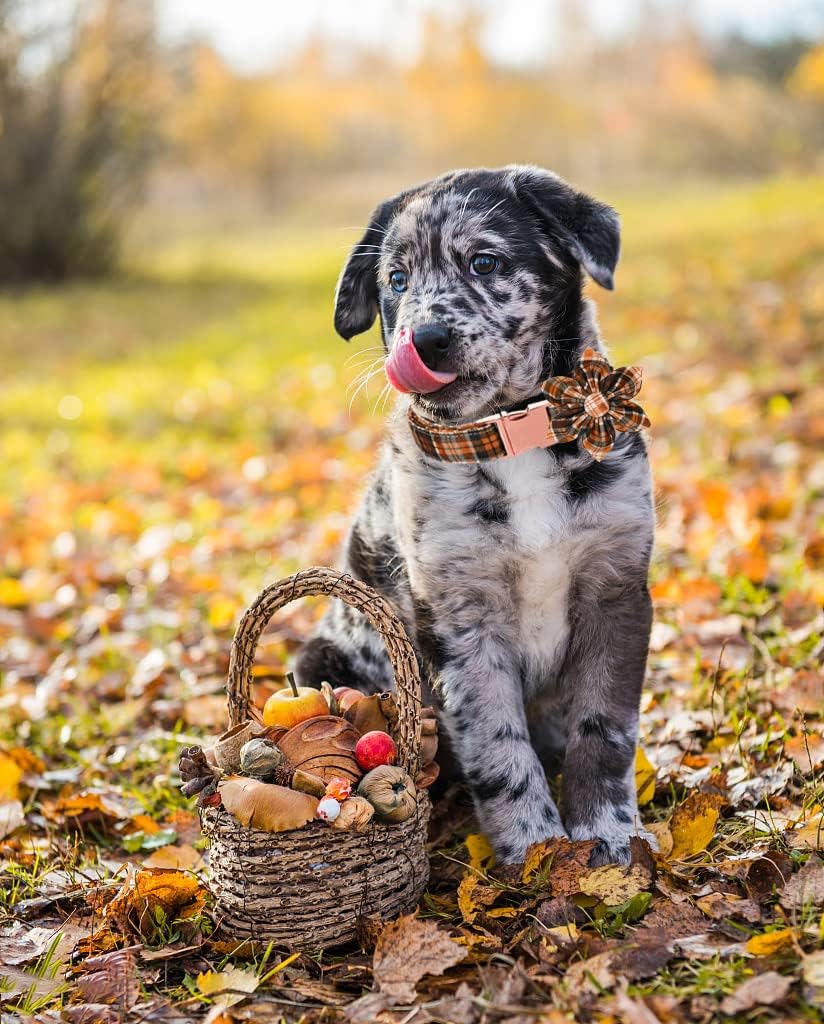 Lionet Paws Dog Collar with Flower - Cute Cotton Adjustable Flower Dog Collar with Metal Buckle for Large Dog Girl Gift, L, Neck 16-24in