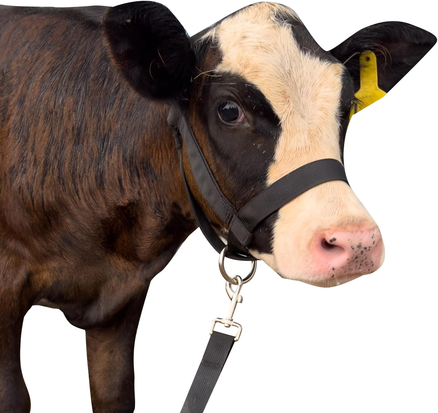 XUANNIAO Easily Adjustable Figure 8 Cow Halter, Double-Ply Premium Livestock Cattle Halters, Colorful Cow Utility Calf Halter with Leading Rope for Miniature Horse Donkey Goat Foal (Large, Black)