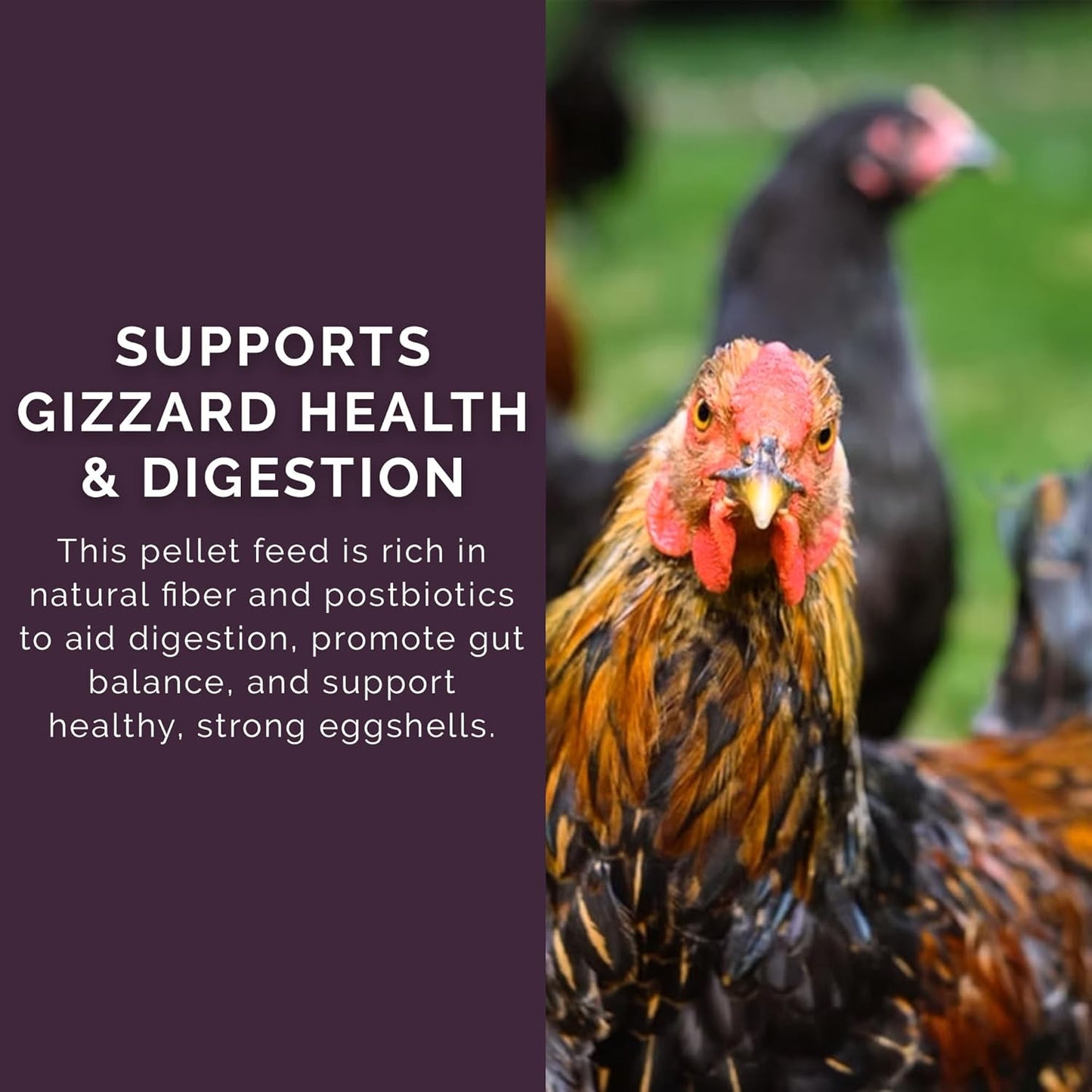 Layer Pellet Feed, 40lbs - Non-GMO, High-Protein Poultry Feed for Healthy Hens & Nutritious Eggs, 17.5% Protein - USDA Certified Organic Blend, Soy & Corn-Free