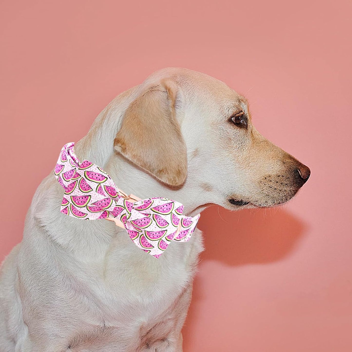 Elegant little tail Dog Collar, Watermelon Print Pet Collar Summer Dog Collar Durable Metal Buckle Dog Collars Cotton Pet Adjustable Dog Collars for X-Small Dogs