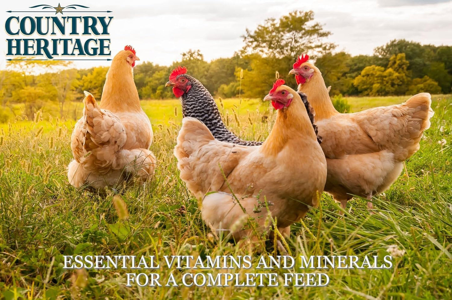 Country Heritage Chicken Layer Crumble 16% Protein Feed for Egg Layers 50 Pounds
