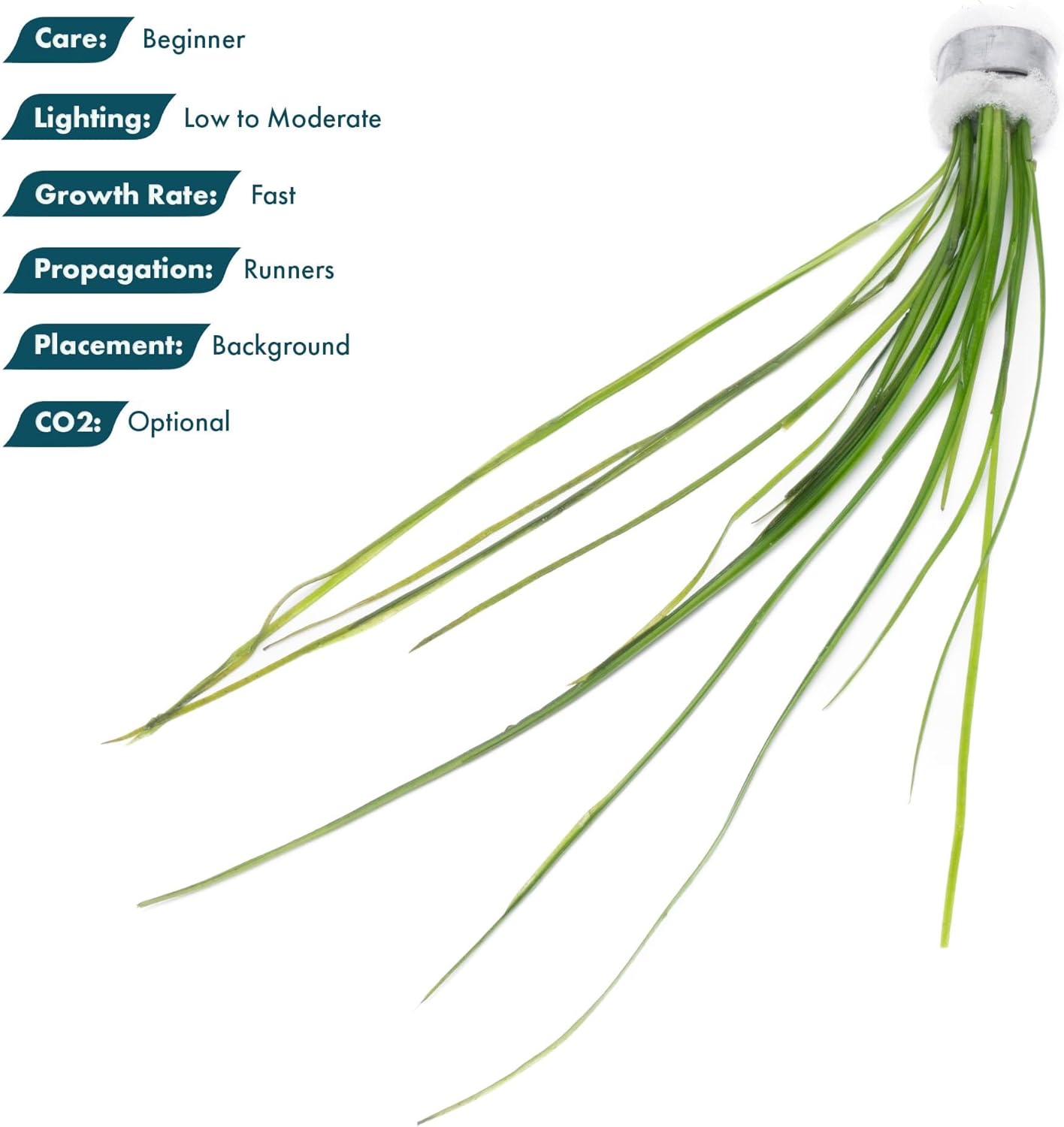 SubstrateSource Live Plant - Tall Grass, Vallisneria Nana - Easy Care, Low to Moderage Light, Bright Green Accent, Freshwater Aquatic Plant for Aquascaping - Lead Bunch