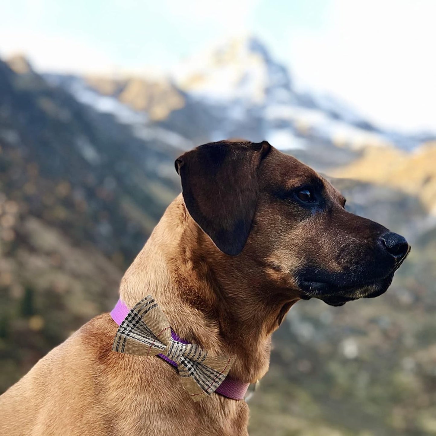 Dog Bow Tie / 50 Pcs Adjustable Elastic Rubber Band Double Layer Bow Ties for Small Medium Large Dogs & Big Cats Pet Collar Charms Accessories Bowties for Birthday Wedding Parties(50 Pcs)