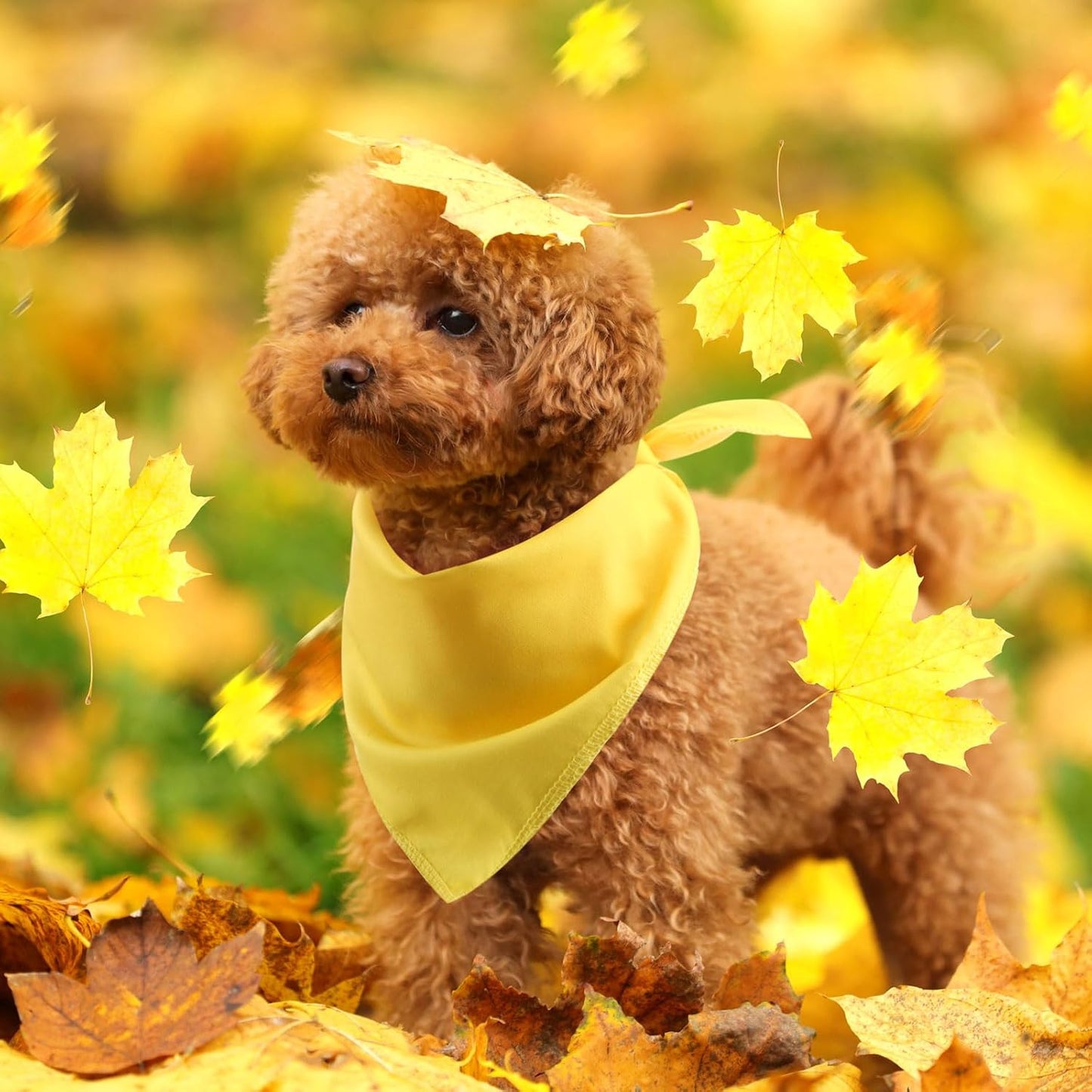 48 Pcs Thanksgiving Blank Dog Bandanas Bulk Sublimation Plain Bandanas for Dogs Heat Transfer Personalized DIY Triangle Bibs Scarf Set for Pets Fall Costume Photo Props Accessories Pet Shops