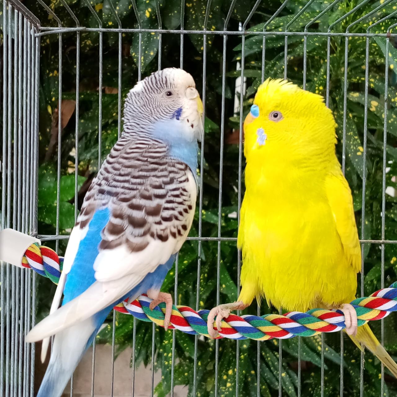 Colorful Bird Rope Perch Stand, Birdcage Swing Spiral Toys, Bird Climbing Standing Bungee Rope Perches Chew Toys Cage Accessories for Cockatiels Parrots Birds (40CM/15.7inch)