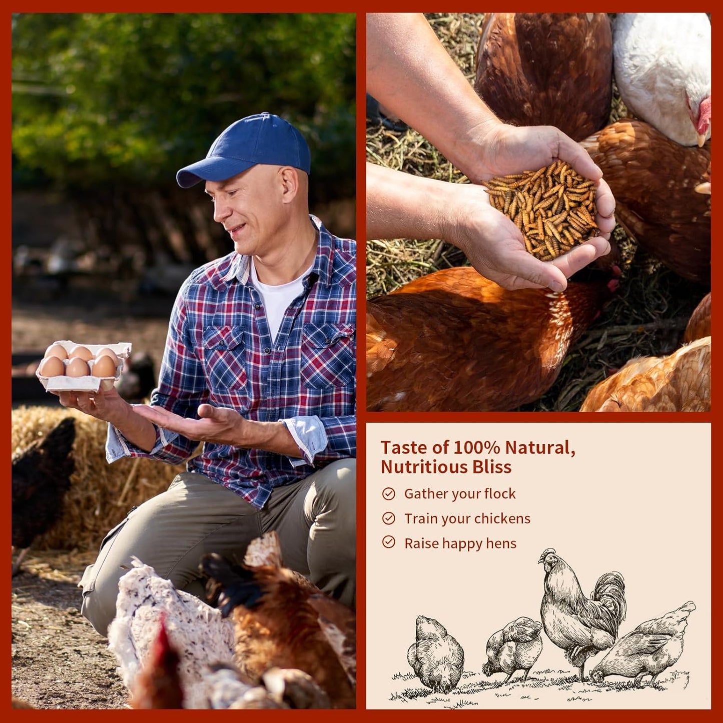 Dried Black Soldier Fly Larvae 10LB, 100% Natural Non-GMO, No Additives, Treat for Chickens, Reptiles and Birds, More Calcium Than Mealworms