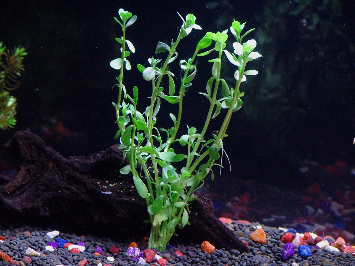 18 Plants Bundle / 6 Species Live Aquarium Plants Package - Microsorum, Amazon Sword, Anubias, Moneywort, Hornwort, etc. (75+ Gallon Aquariums)