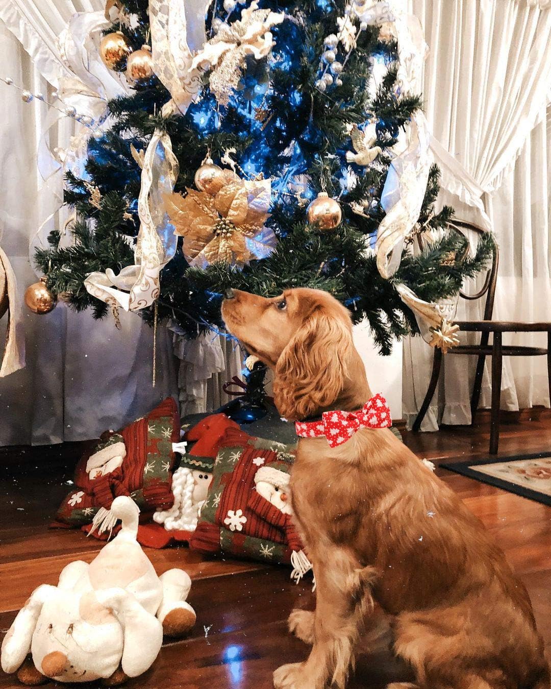 Elegant little tail Dog Collar with Bow, Cotton & Webbing, Bowtie Dog Collar, Adjustable Dog Collars for Small Medium Large Dogs and Cats