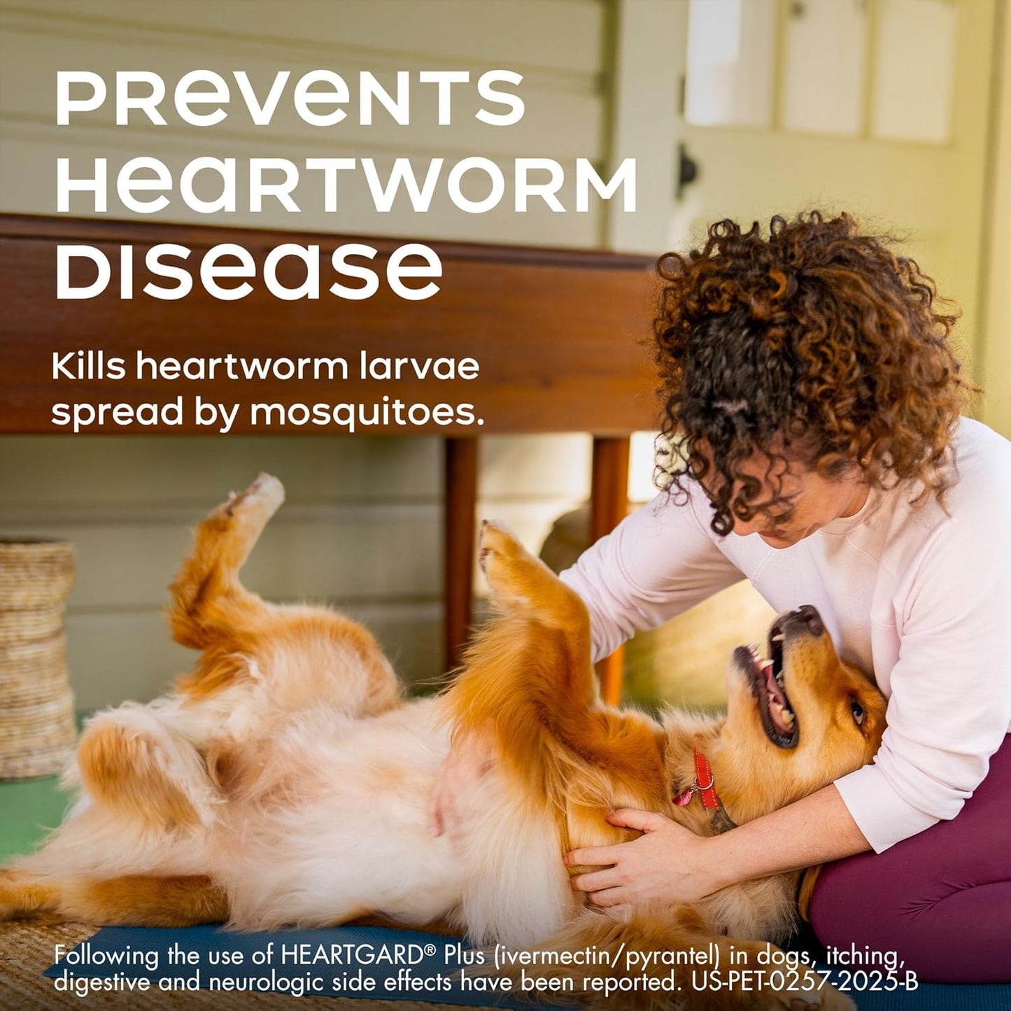 HEARTGARD® Plus (ivermectin/pyrantel) Real-Beef Chewables for Dogs up to 25 lbs (Blue Box) 6 Month Supply of Chews (Heartworm Disease Preventive)