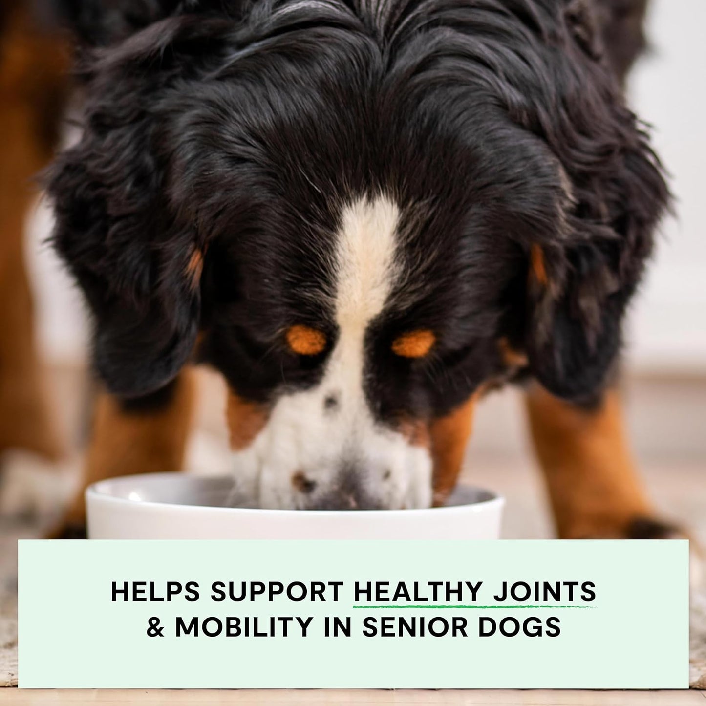 Open Farm, Grain-Free Dry Dog Food for Senior Dogs, Complete & Balanced Kibble to Support Joints & Mobility, Sustainably & Ethically Sourced Ingredients, Chicken & Turkey Recipe for Seniors, 4lb Bag