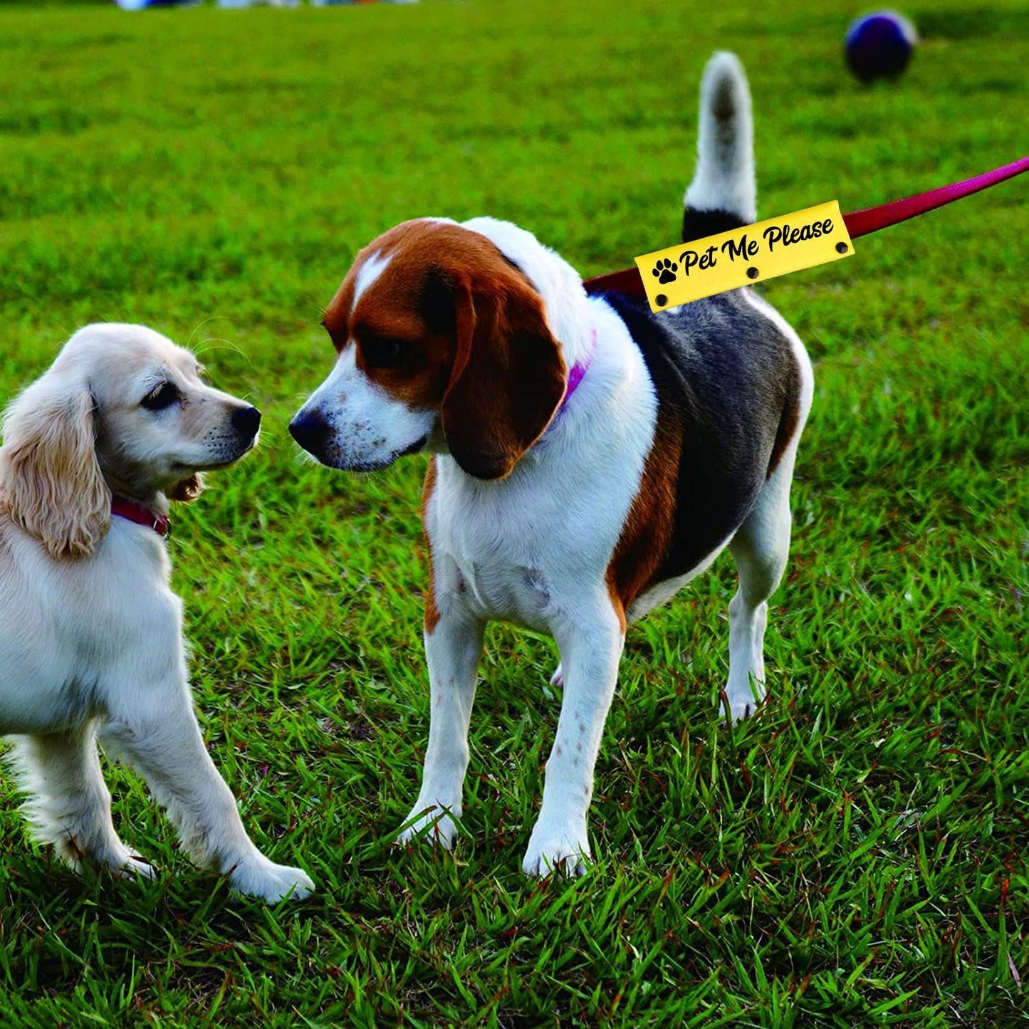 Funny Dog Leash Sleeve Pet Me Please Dog Leash Wrap Wrap Alert Hanging ID Patch Tag Pet Birthday Gift(Pet Me Please) (Pet Me Please-YE Sleeve)