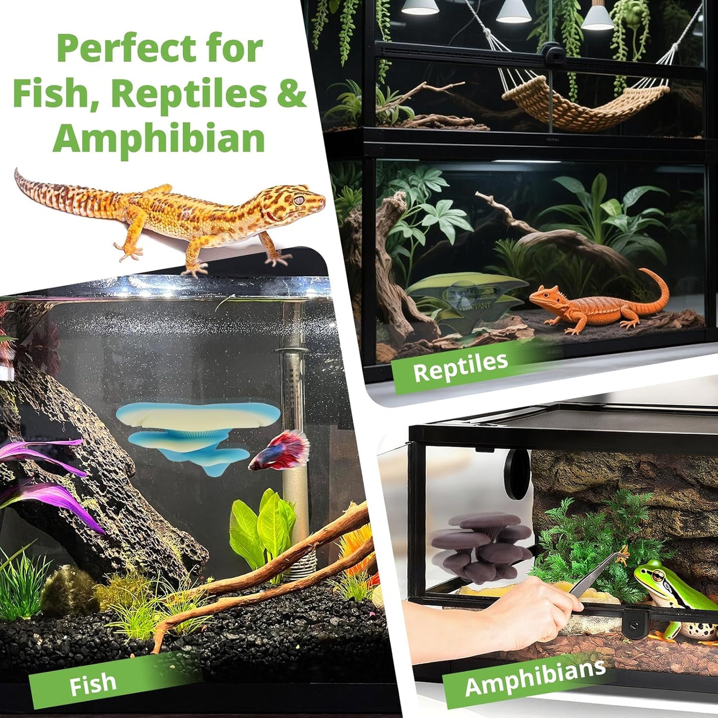 Mushroom Decor for Reptile Tank, Fish Tank, Pet-Safe Bearded Dragon Tank Accessories, Realistic Terrarium Plants for Leopard Geckos, Frogs, Snakes (Rainbow Cluster Cap, Randomly Ship)