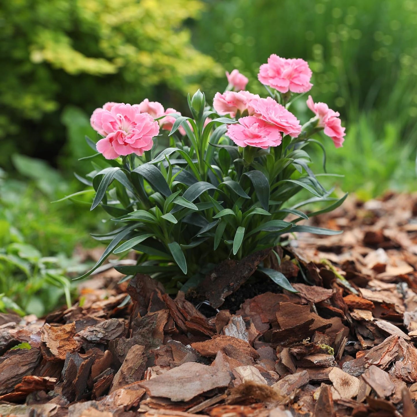 Premium Pine Bark Nuggets – Pine Bark Mulch for Gardens, Landscaping, Potted Plants, and Wood Chips for Garden Beds (0.3 CF - 8 L - 9 QTS)