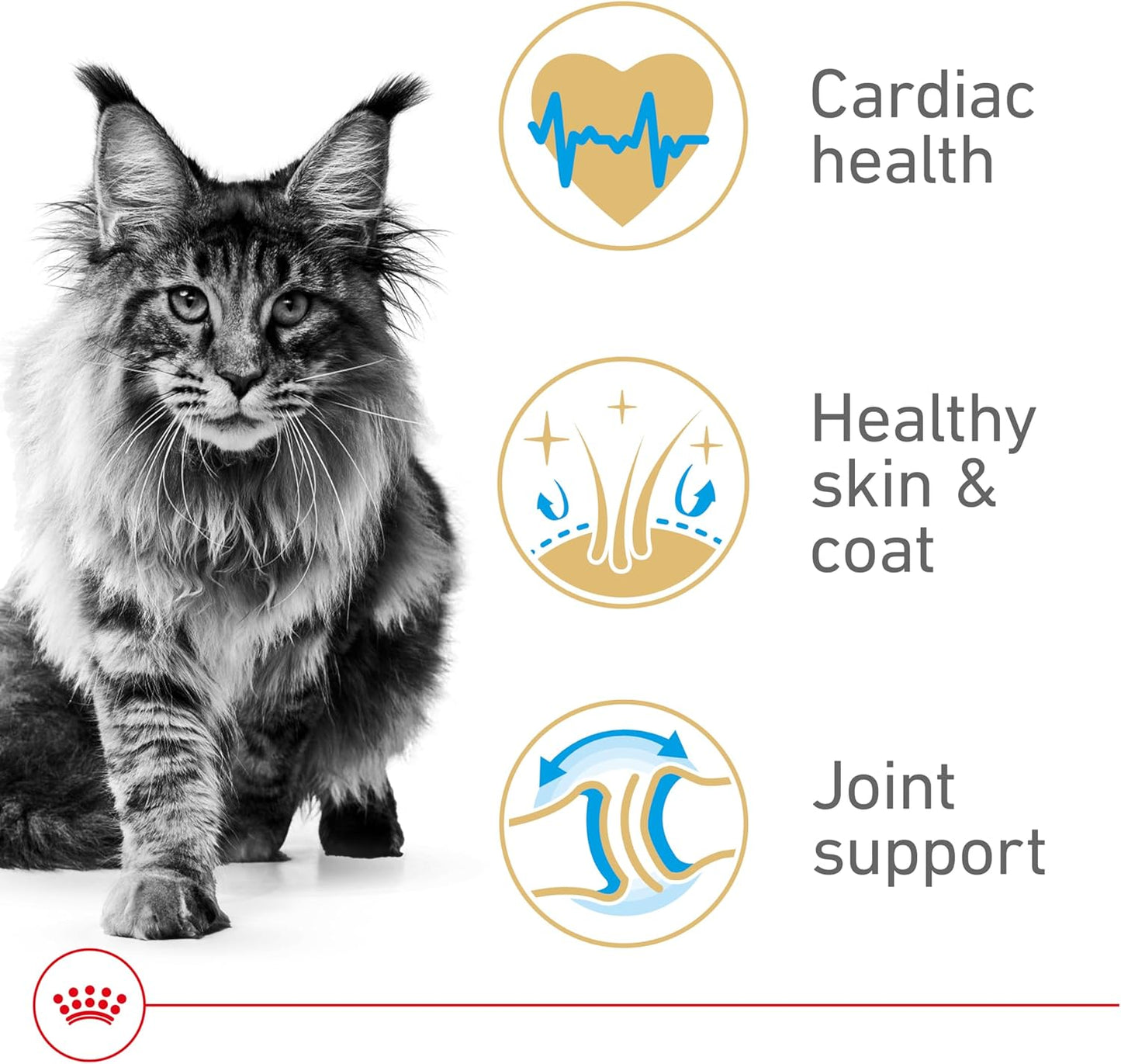 Royal Canin Maine Coon Breed Adult Dry Cat Food, 6 lb bag