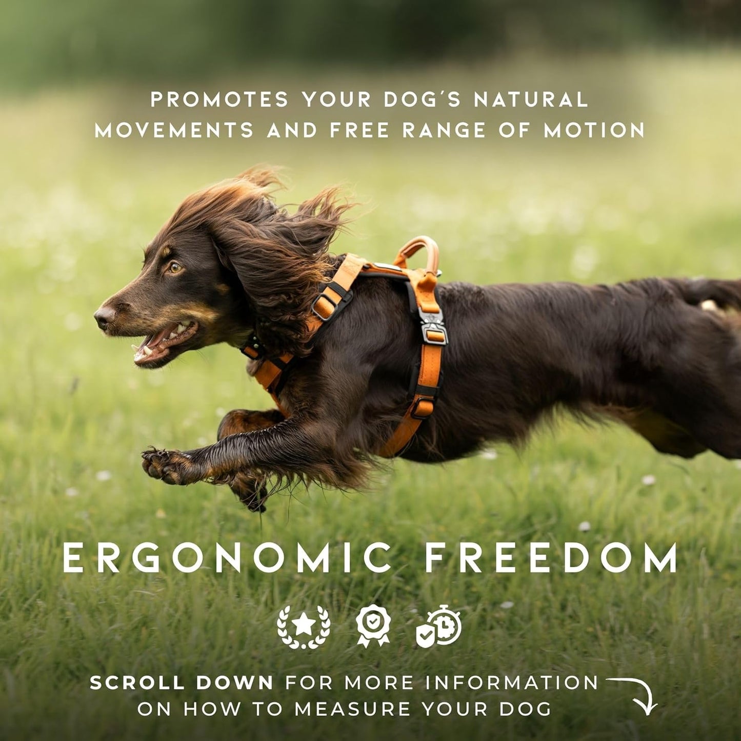 MADE TO ROAM Premium Explorer Harness - Y-Shaped Dog Harness with Adjustable Durable Nylon, Soft Padding, Metal Buckles and Leather Handle for Small, Medium, Large Dogs (New York Afterlight, Size 1)