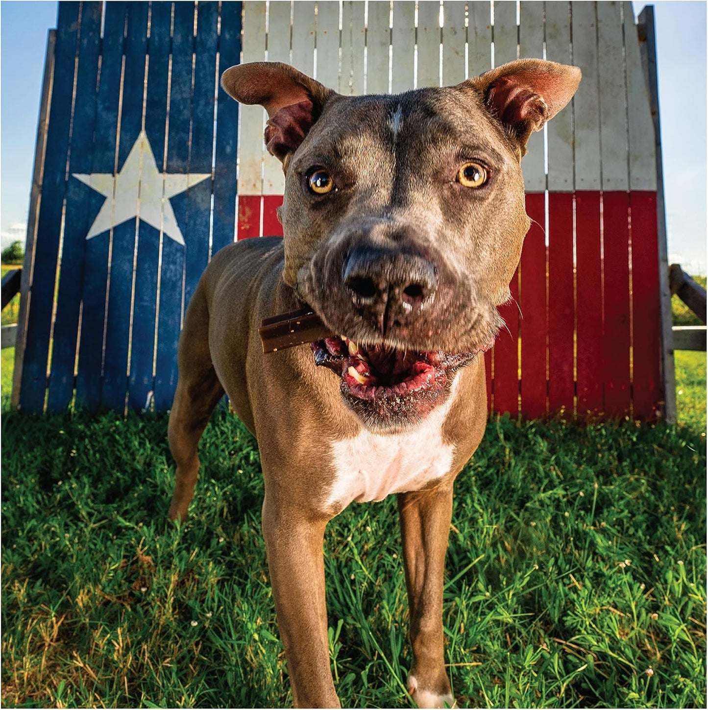 Get Naked Calming Dental Sticks for Dogs – Grain-Free Chicken Flavor, Anxiety Relief with Chamomile, Passion Flower, No CBD, Tartar Control, Gluten-Free – Small Sticks 6.2 oz Bag