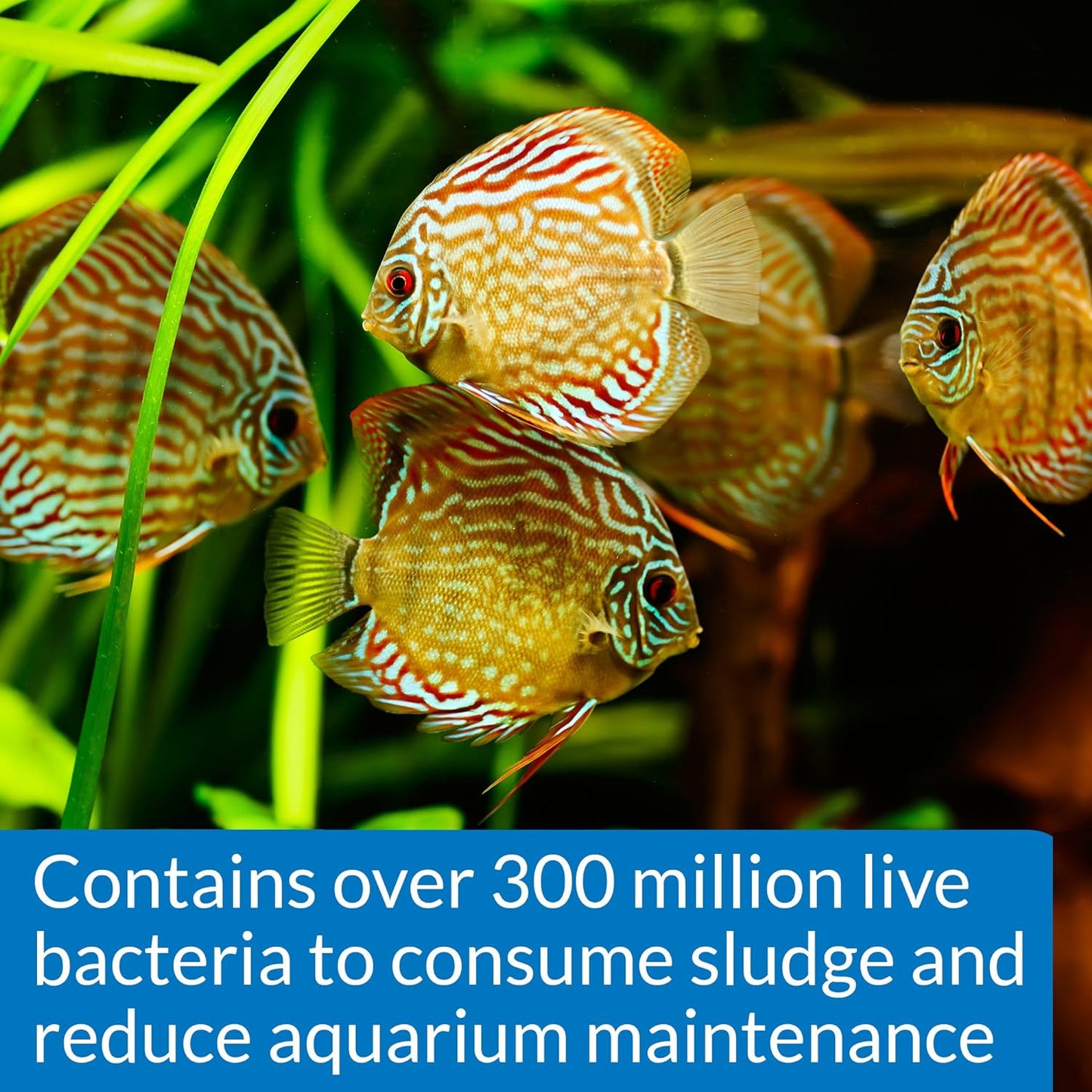 API Stress Zyme Freshwater and Saltwater Aquarium Cleaning Solution 1-Gallon Bottle